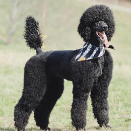 Opal - Poodle