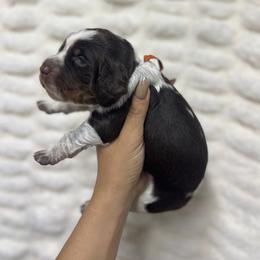 Orange girl - Tri-Roan female English Springer Spaniel puppy in Fairfield, California from Goldridge Springers
