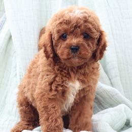 Cavachons and Cavapoos from Pleasant Home Pups