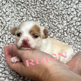 Reign - Cream and white female Chihuahua puppy in Augusta, Georgia from Sophia Jade's Chi Brigade