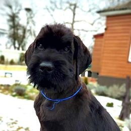 Giant Schnauzers from Preston Schnauzers