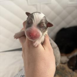 Jermaine - Blue merle male Miniature American Shepherd puppy in Groesbeck, Texas from Epic Miniature American Shepherds