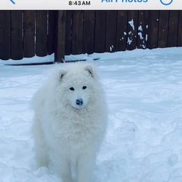 Samoyed All Grown Up from Stirling Silver Samoyeds