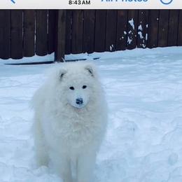 Samoyed All Grown Up from Stirling Silver Samoyeds