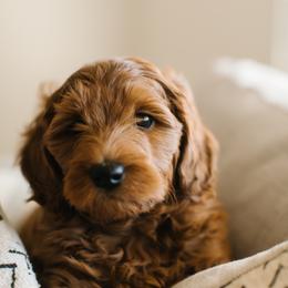 Goldendoodle Puppies from Bountiful Doodles