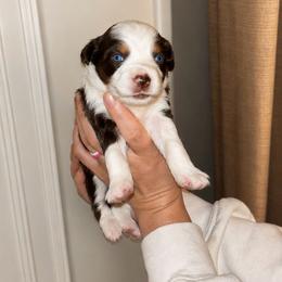 Magnolia - Red & white female Toy Australian Shepherd puppy in Princeton, Louisiana from Legacy Hill Aussies