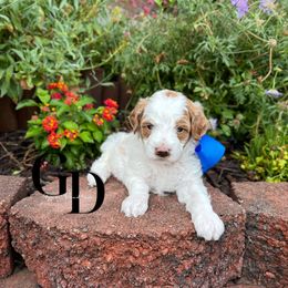 Bernedoodle, Cavapoo, Goldendoodle, and Poodle Puppies from Gypsi Doodles & Poodles