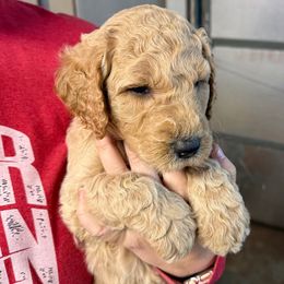 Blue Collar - Apricot male Goldendoodle puppy in Winchester, Tennessee from Mahaffey’s Doodles