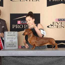 Mona Lisa - Dachshund