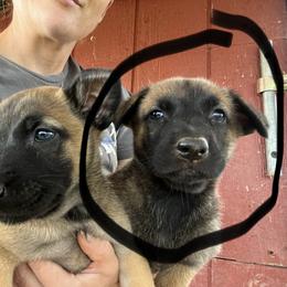 Khloe - Yellow female Dutch Shepherd puppy in Sierra Vista, Arizona from KnightWatch K-9