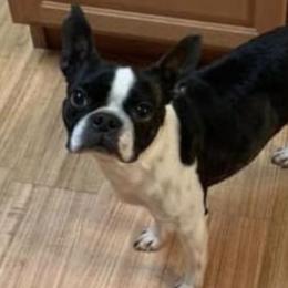 Boston Terriers from Ak Boston's in Color