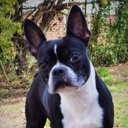 Leela - Boston Terrier