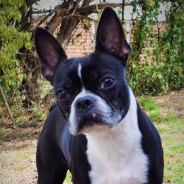 Leela - Boston Terrier