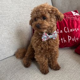 Maltipoo Puppies from Ollie-Pop Paws Breeding