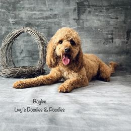 Baylee - Goldendoodle