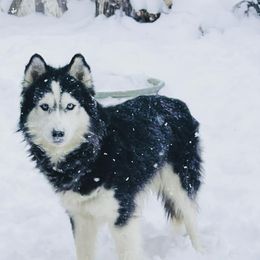 Filo - Siberian Husky