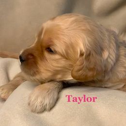 Taylor - Cavapoo puppy from Catella Cavaliers and Cavapoos
