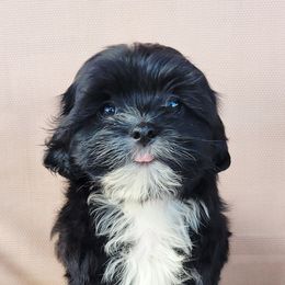 Luna - Black and white female Shichon puppy in Limestone, Tennessee from Pilot Hill Teddy Bear Puppies