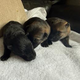 Male 3 - Black male German Shepherd puppy in Denver, Colorado from Morales Kennels