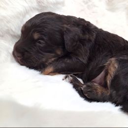 Clyde - Phantom male Bernedoodle puppy in North Royalton, Ohio from Johnson's Doodles