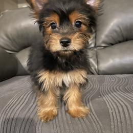 Yorkshire Terrier All Grown Up from Loyal Littles