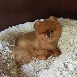 Tommy - Pomeranian
