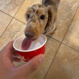 Dachshund Puppies from Amanda‘s Miniature Dachshund