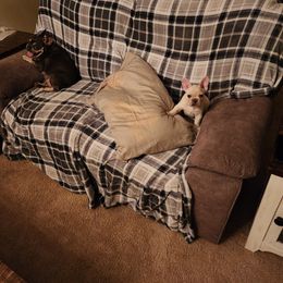 French Bulldog Puppies from Shawhan Family Frenchies