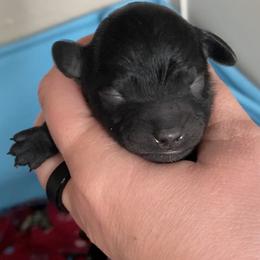 Boy 1 - Black male Assorted Doodle Crosses puppy in Tropic, Utah from Lady Paws-Kara