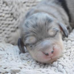 Dachshund Puppies from Dreamheart Dachshunds