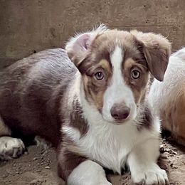 Latte - Red and white female American Corgi puppy in Fort Worth, Texas from King of Hearts Corgis