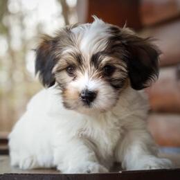 Havanese from Colhaven Havanese