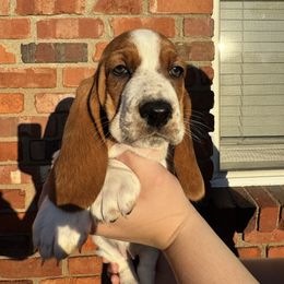 Cookie - Mahogany and white female Basset Hound puppy in Bellaire, Ohio from Blessed Bassets