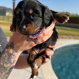 Black and Tan - Black and tan female Dachshund puppy in Fort Worth, Texas from Honey B’s Doxies