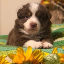 Australian Shepherd and Toy Australian Shepherd Puppies from Dogs B4 Dudes Aussies