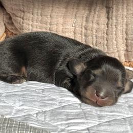 Dachshund Puppies from Signatures Mini Dachshunds