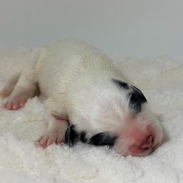Spirit - White and badger female Great Pyrenees puppy in San Marcos, California from Faith Family Freedom Farm