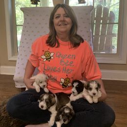 Miniature Schnauzer Puppies from DBee's Darlings