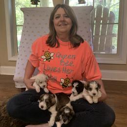 Miniature Schnauzer Puppies from DBee's Darlings