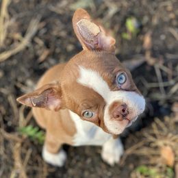 Boston Terriers from Sweet Southern Ray Bostons