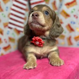 Poppi - Fawn (isabella) and cream female Dachshund puppy in Somerset, Pennsylvania from Rae’s Dapper Dachshunds