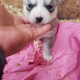 Sweetheart - Gray and white female Siberian Husky puppy in Mccool Junction, Nebraska from Sininger Lagoon