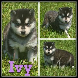 Ivy - Black and white female Siberian Husky puppy in Merrill, Michigan from Haase Family Kennels