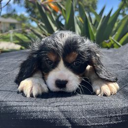 Cavalier King Charles Spaniel Puppies from Caveliers by Grace