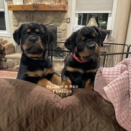 Rottweiler Puppies from Lucky Rose Ranch