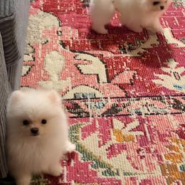 Pomeranian Puppies from Pinky’Z House Of Poms