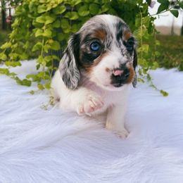Dachshund Puppies from Brandenburg Beenies