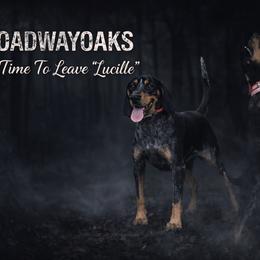 Lucille - Bluetick Coonhound