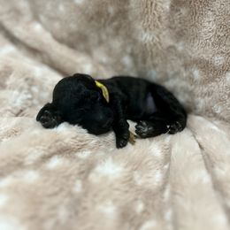 Goldendoodle Puppies from Sugar Doodles
