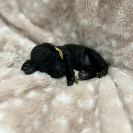 Goldendoodle Puppies from Sugar Doodles